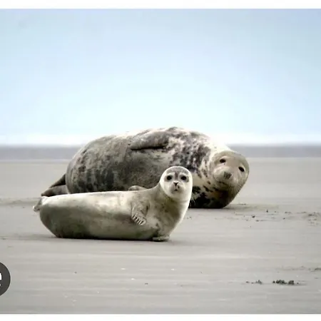 Appartement Studio, 50m De La Plage, Rdc